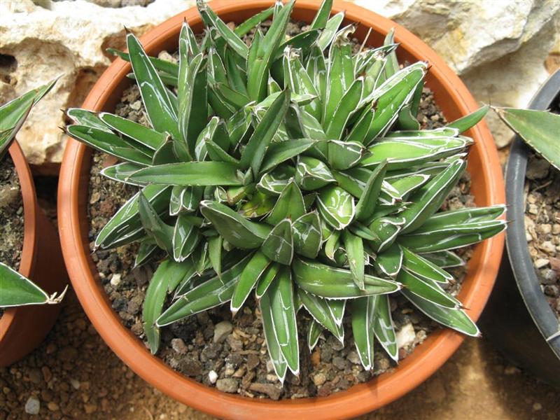 agave victoriae-reginae f. minor