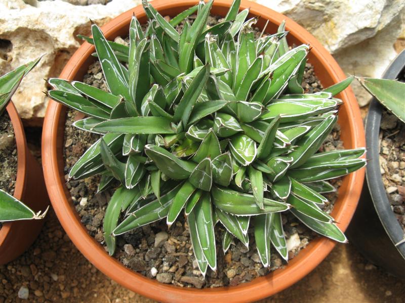 Agave victoriae-reginae f. minor 