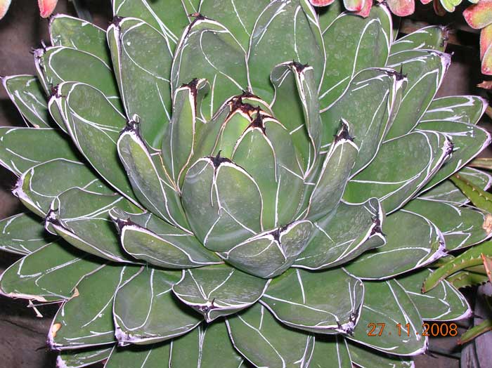 Agave victoriae-reginae 