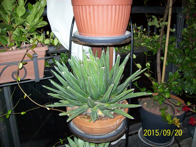 Agave victoriae-reginae 