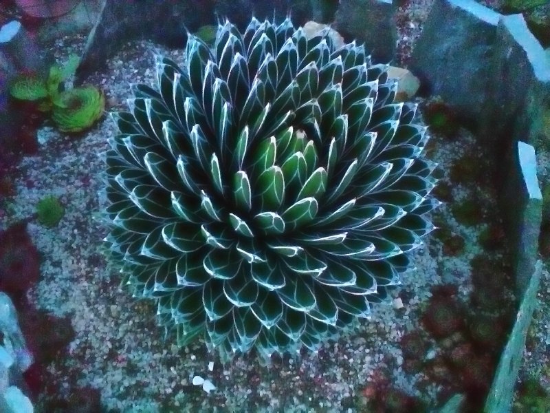 Agave victoriae-reginae 