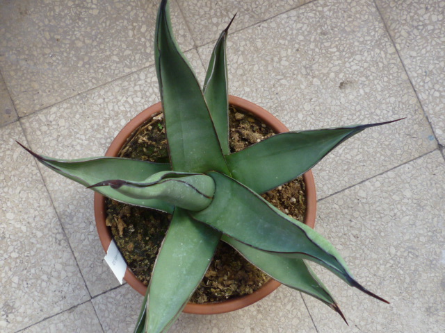 agave victoriae-reginae x scabra