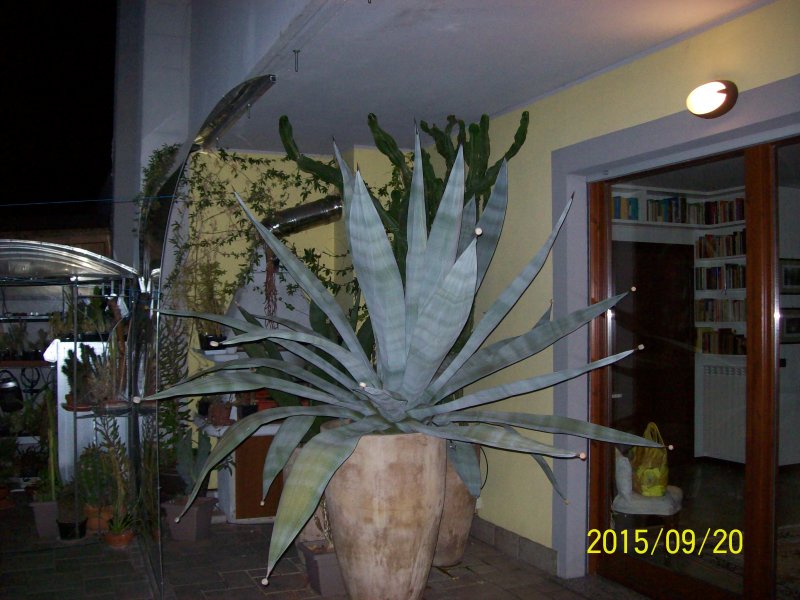 Agave weberi 