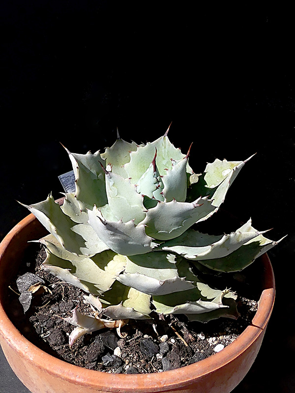 Agave isthmensis 