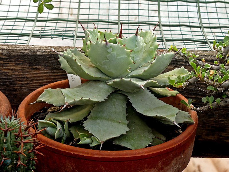 Agave isthmensis 