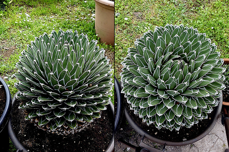 Agave victoriae-reginae 