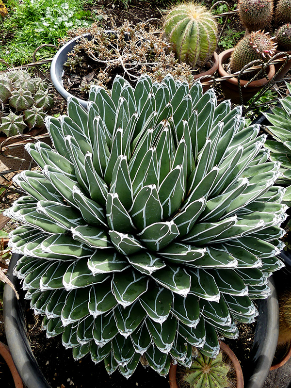 Agave victoriae-reginae 