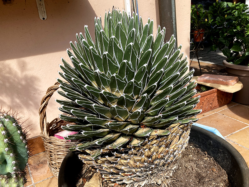 Agave victoriae-reginae 