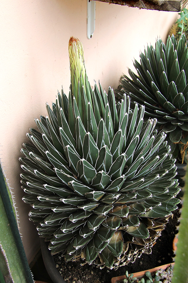 Agave victoriae-reginae 