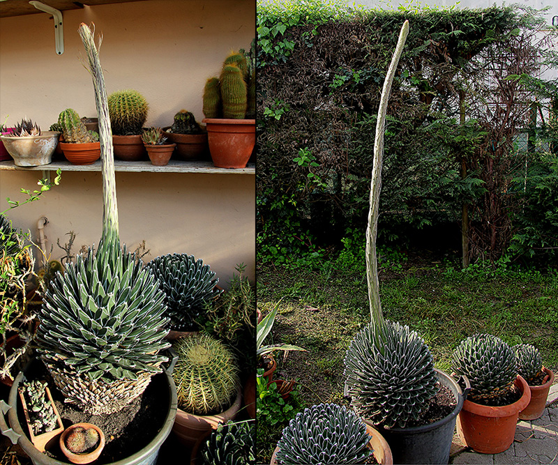 agave victoriae-reginae