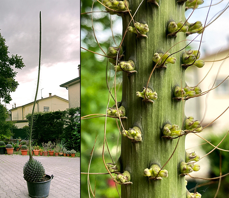 Agave victoriae-reginae 