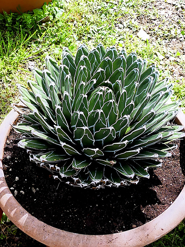 Agave victoriae-reginae 