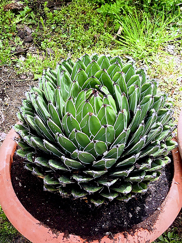 Agave victoriae-reginae 