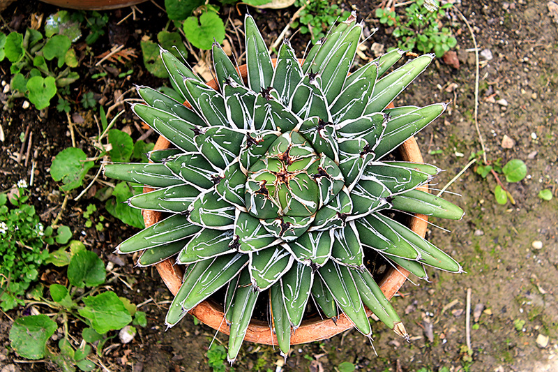 Agave victoriae-reginae 