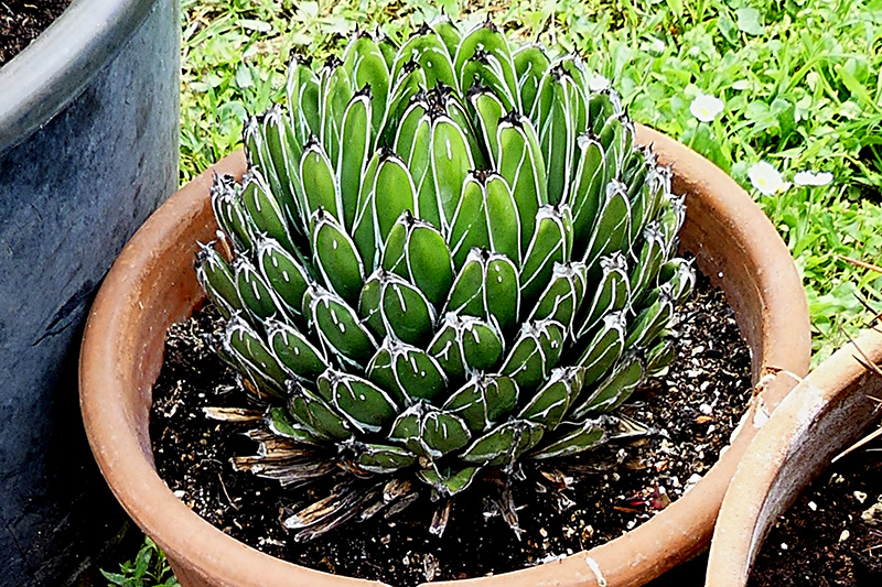 Agave victoriae-reginae 