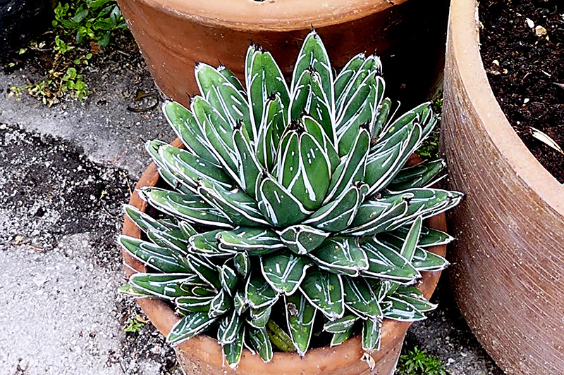 Agave victoriae-reginae 