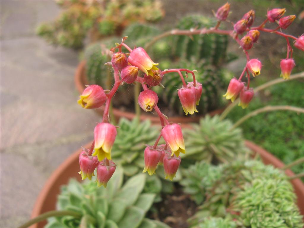 Echeveria agavoides 