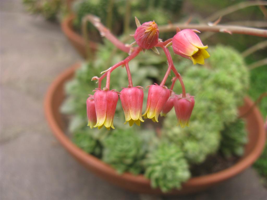 Echeveria agavoides 