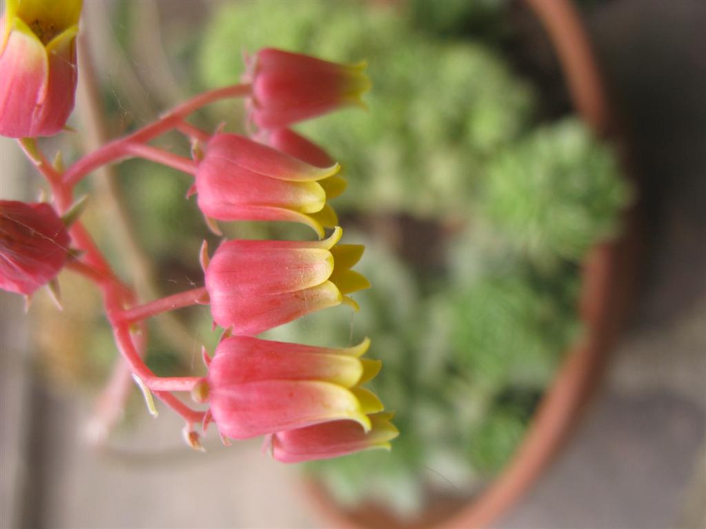 Echeveria agavoides 