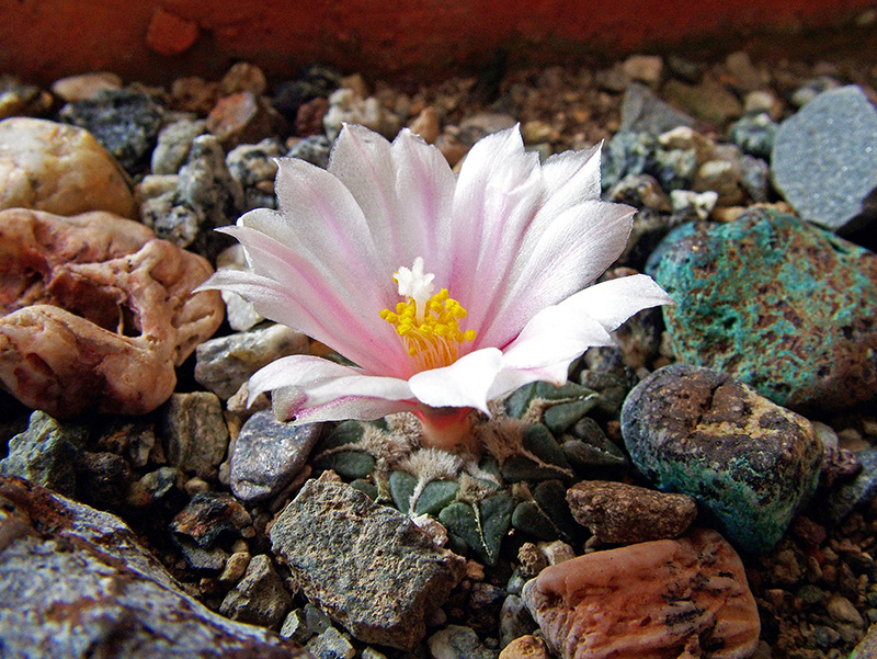 Ariocarpus kotschoubeyanus 