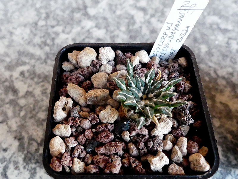 Ariocarpus kotschoubeyanus 