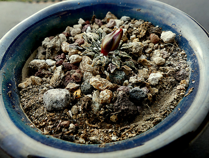 ariocarpus kotschoubeyanus