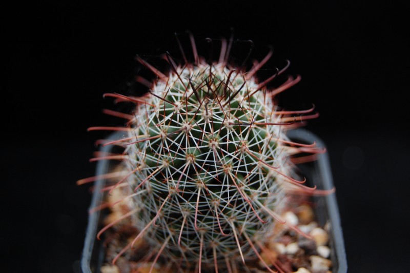 Mammillaria alamensis WM 8360