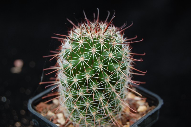 Mammillaria alamensis WM 8360