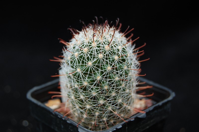 Mammillaria alamensis WM 8360