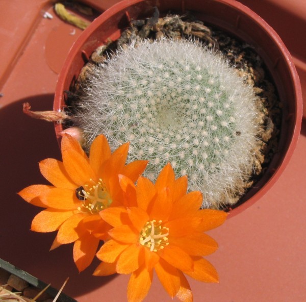 Rebutia albipilosa 