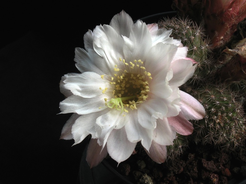 Chamaecereus cv. alba 