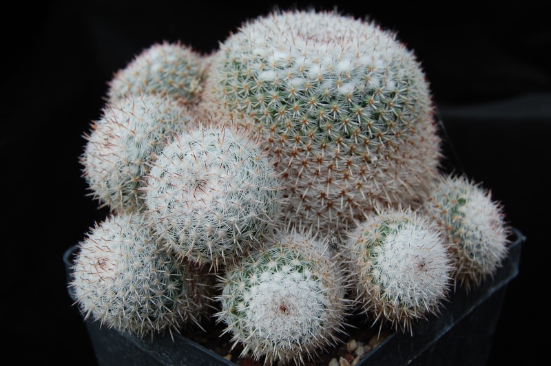 Mammillaria albata BZ 53