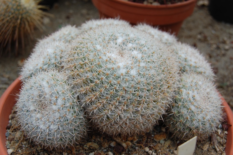 Mammillaria albata MBF 136