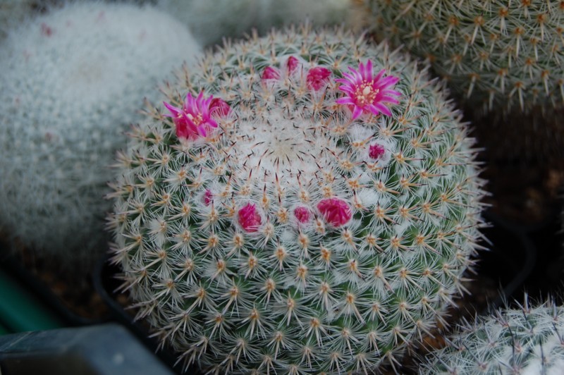 Mammillaria albata BZ 53