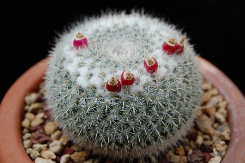 Mammillaria albata 