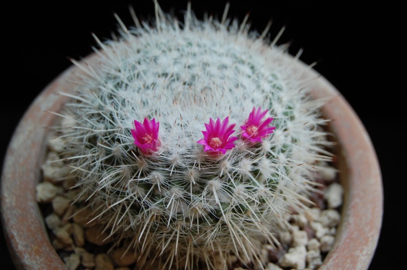 Mammillaria albata 