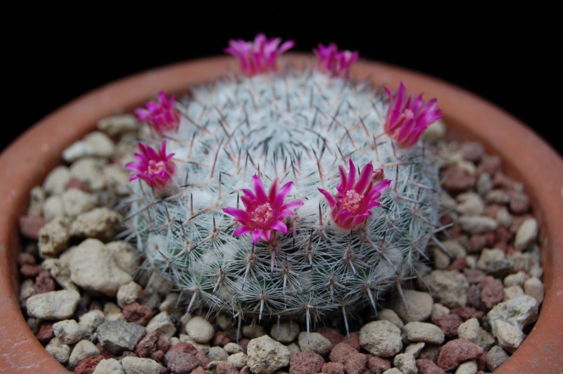 Mammillaria albata v. sanciro MBF 146