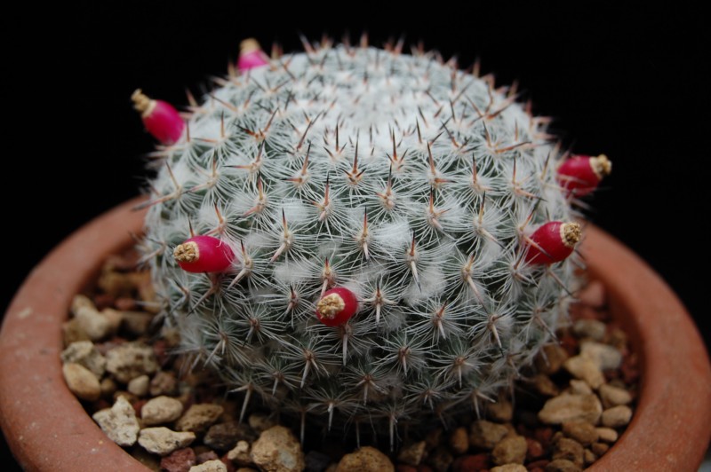 Mammillaria albata v. sanciro MBF 146