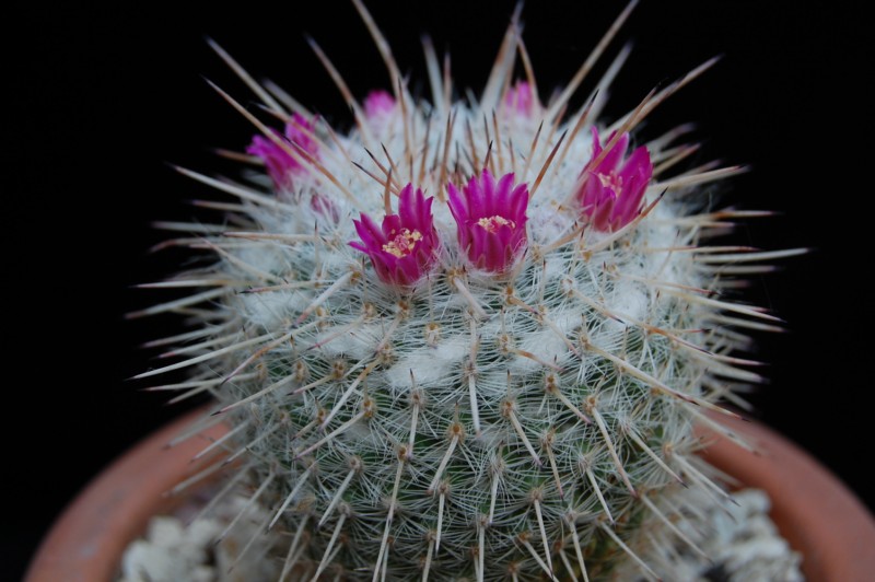 Mammillaria albata 