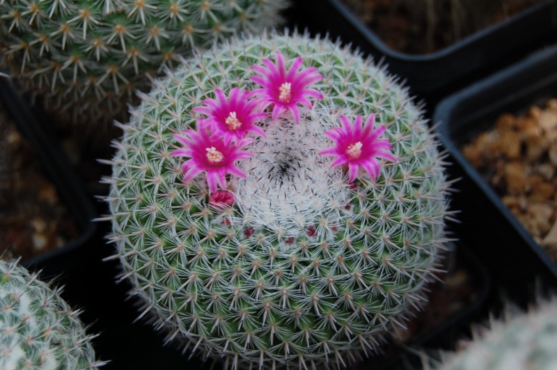 Mammillaria albata BZ 53