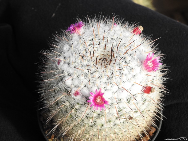 Mammillaria albata v. sanciro mbf146