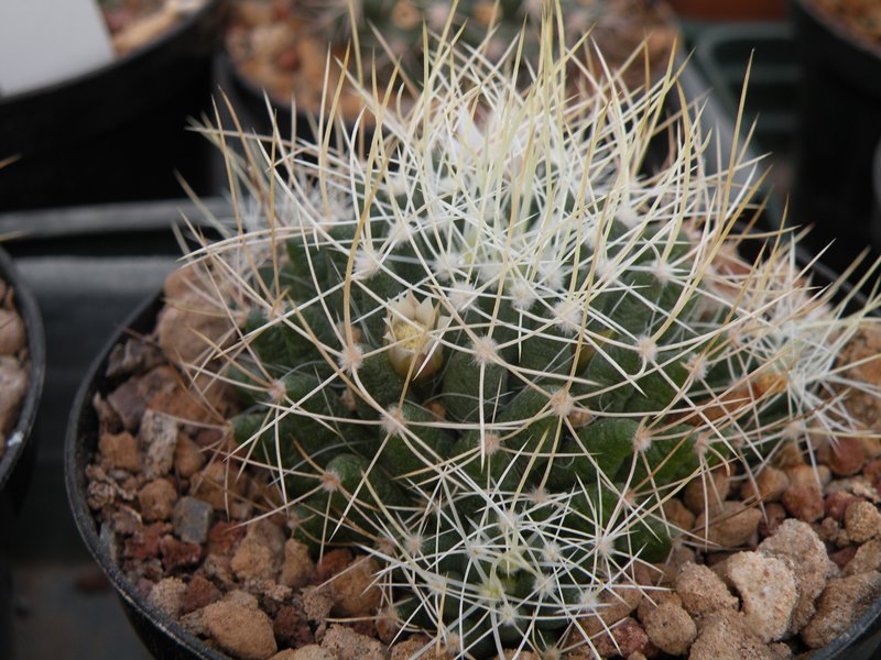 Mammillaria decipiens ssp. albescens 