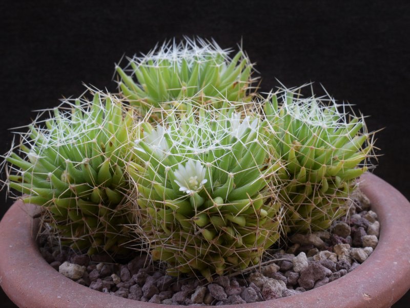 Mammillaria decipiens ssp. albescens REP 1987