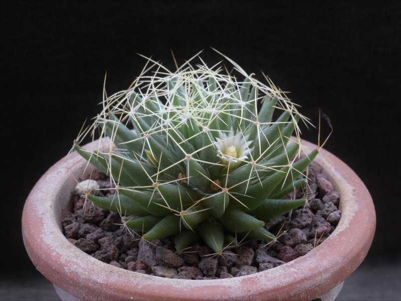 Mammillaria decipiens ssp. albescens WTH 467