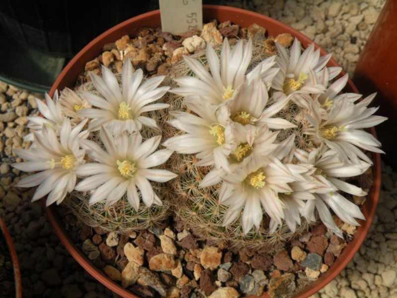 Mammillaria coahuilensis ssp. albiarmata 