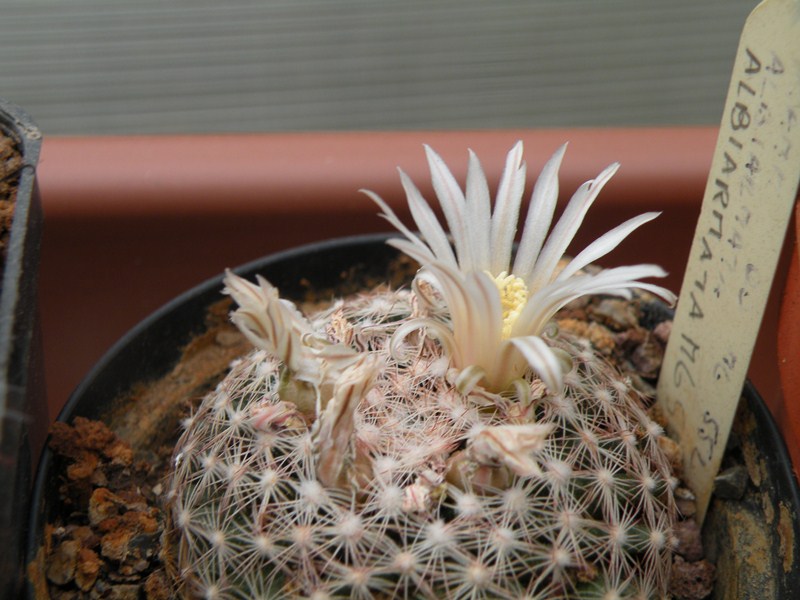 Mammillaria coahuilensis ssp. albiarmata 