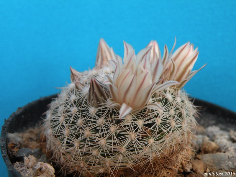 Mammillaria coahuilensis ssp. albiarmata 