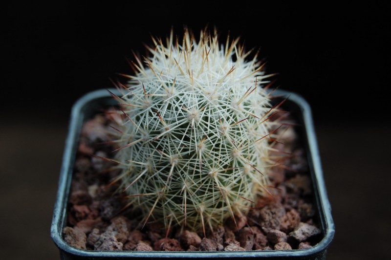 Mammillaria albicans 