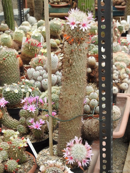 Mammillaria albicans 