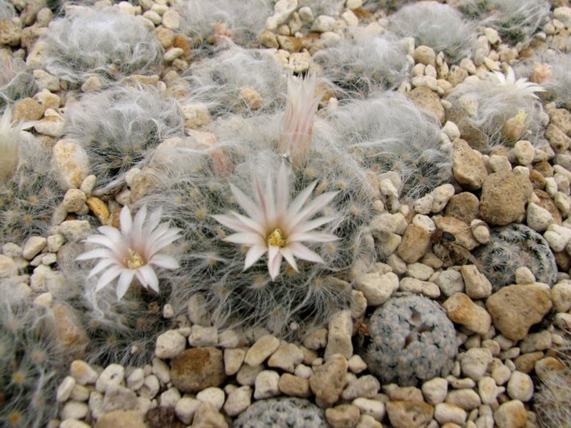 Mammillaria albicoma P 486